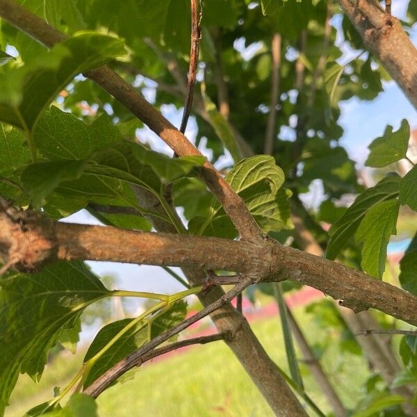 Viburnum trilobum Kéreg