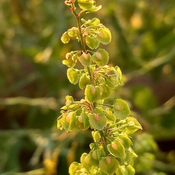 Rumex conglomeratus फल