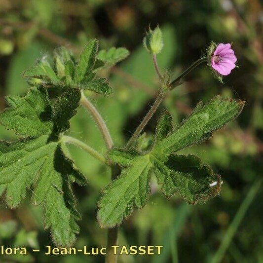 Geranium divaricatum Flower