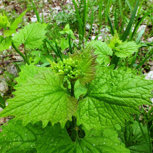 Alliaria petiolata Liść