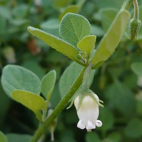 Salpichroa origanifolia Květ