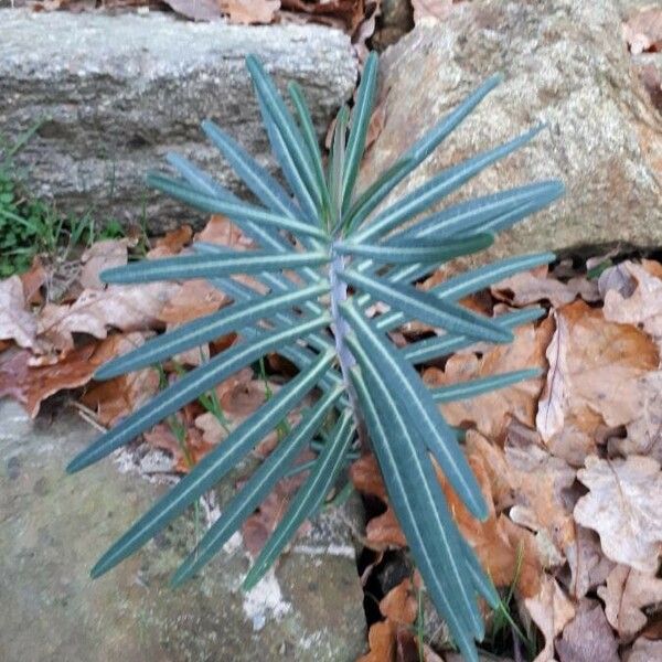 Euphorbia lathyris পাতা