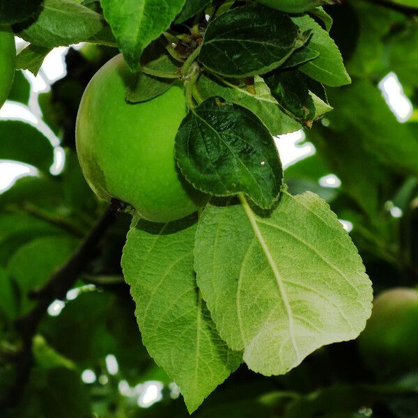 Malus domestica Hoja