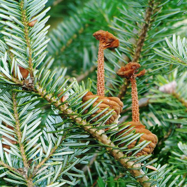 Abies sibirica Leaf