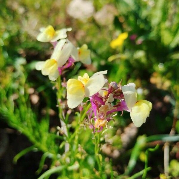 Linaria maroccana പുഷ്പം