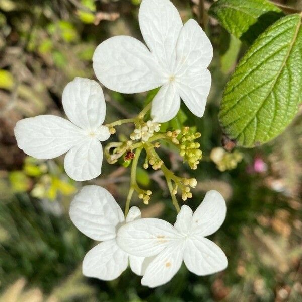 Viburnum plicatum Flower