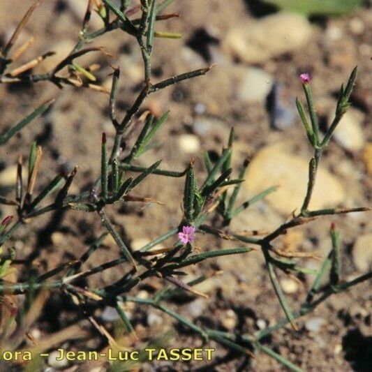 Dianthus nudiflorus Habit