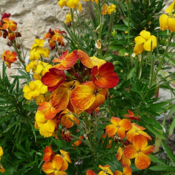 Erysimum × cheiri Vekstform