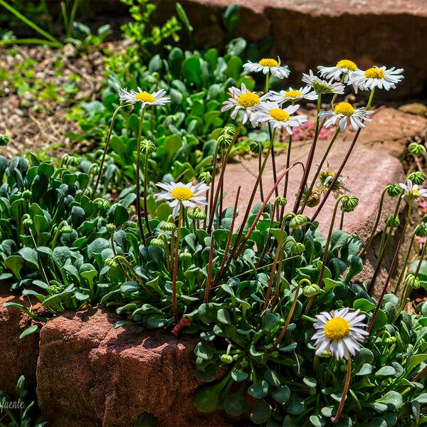 Bellium bellidioides Natur