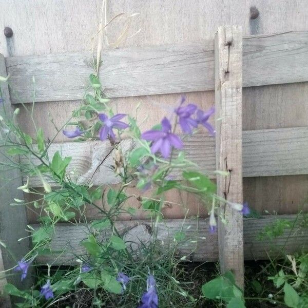 Delphinium consolida Flower