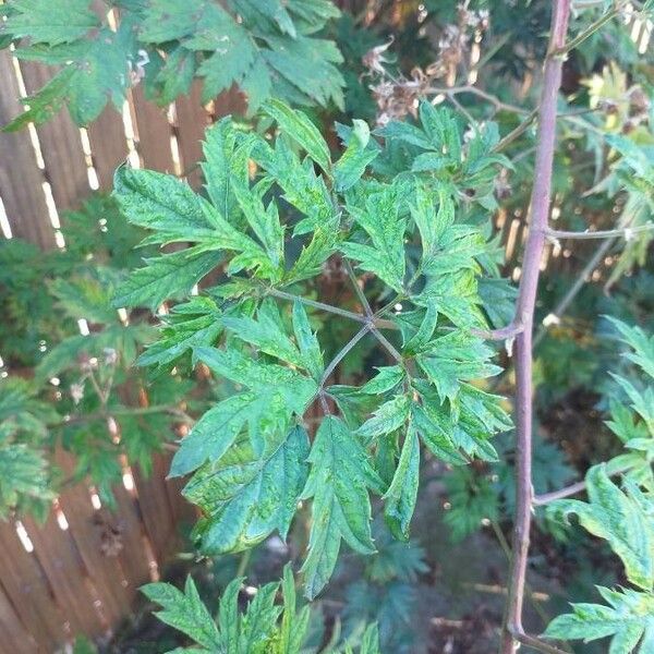 Rubus nemoralis Leaf