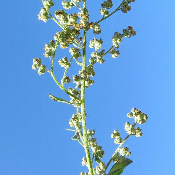 Chenopodium album Kvet