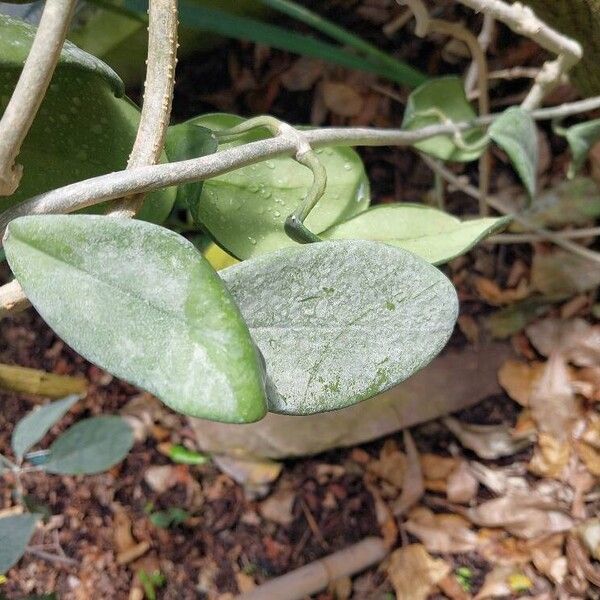 Terminalia bellirica Blatt