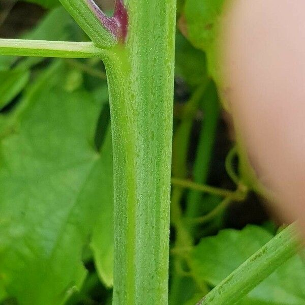 Chenopodium giganteum ᱪᱷᱟᱹᱞᱤ