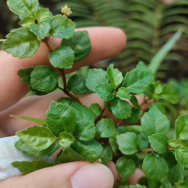 Pilea urticifolia List