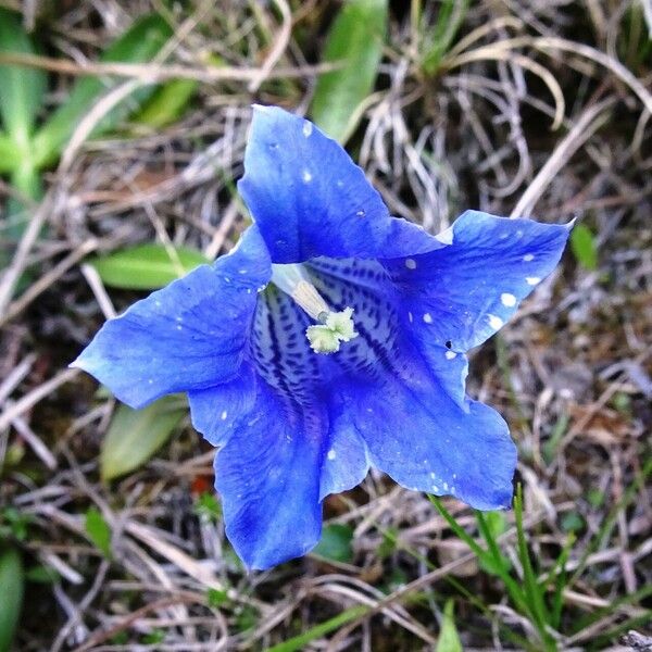 Gentiana clusii Lorea