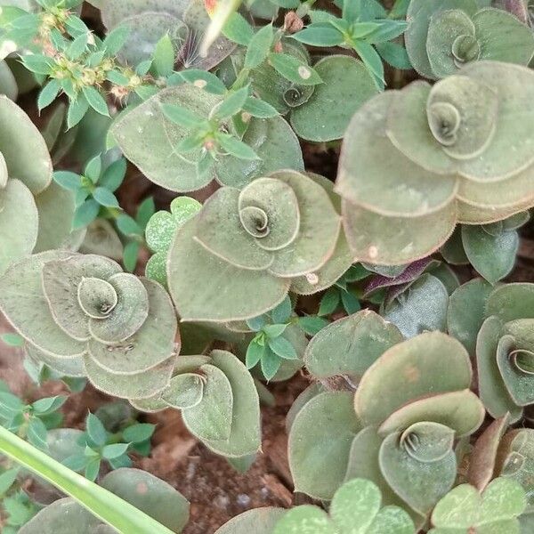 Callisia repens Leaf