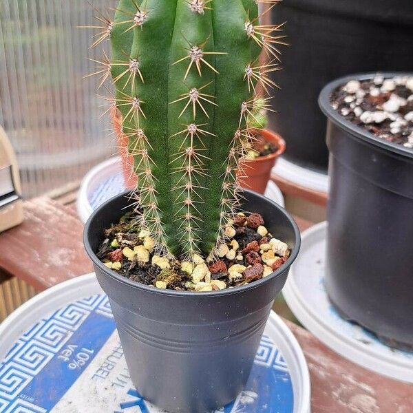 Echinocereus coccineus Φλοιός