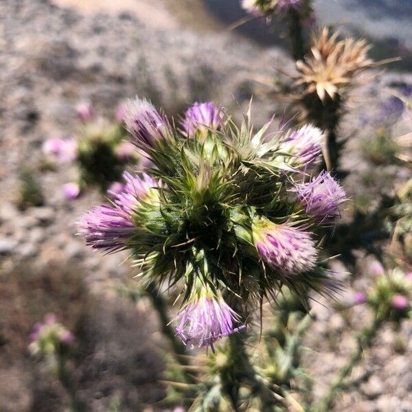 Carduus tenuiflorus Цвят