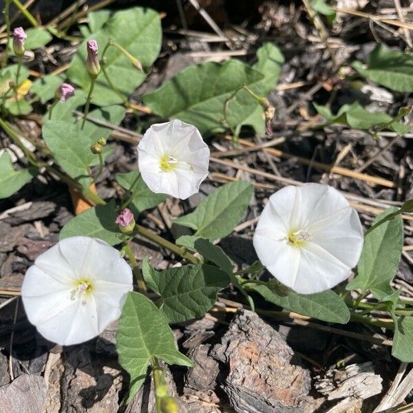 Convolvulus arvensis Λουλούδι