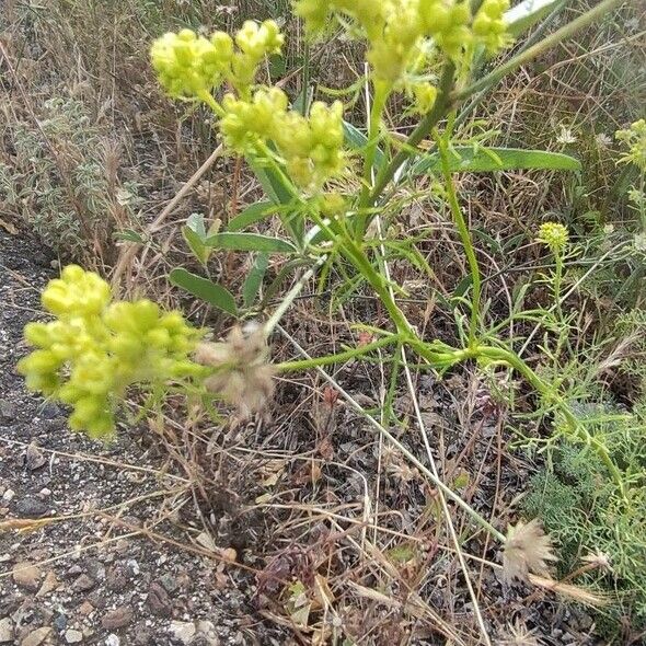 Ruta montana Fiore