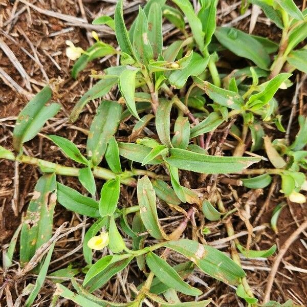 Commelina africana Leaf