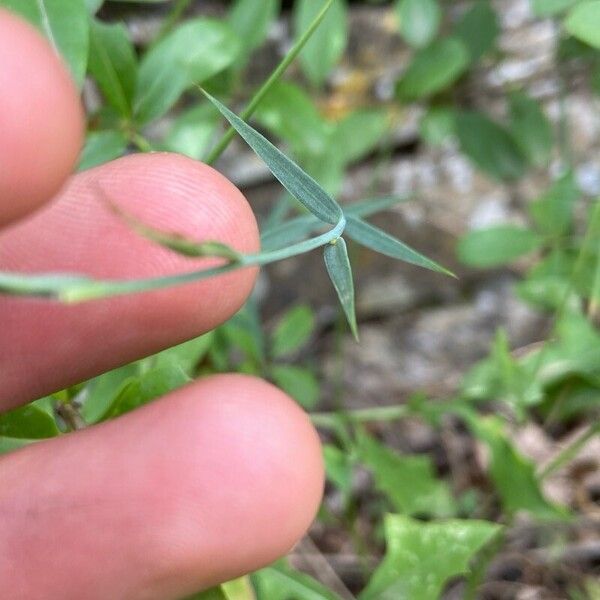 Linum narbonense Blatt