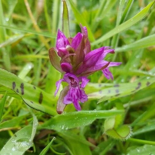 Dactylorhiza majalis Flor