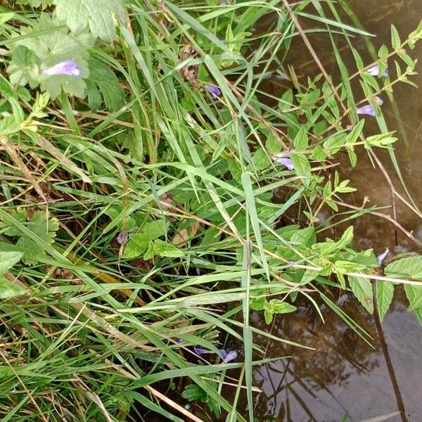 Scutellaria galericulata Habitatea