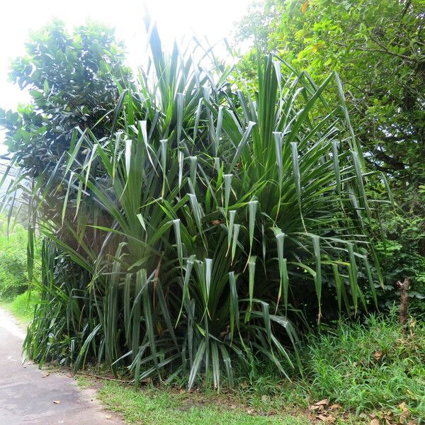 Pandanus tectorius Hàbitat