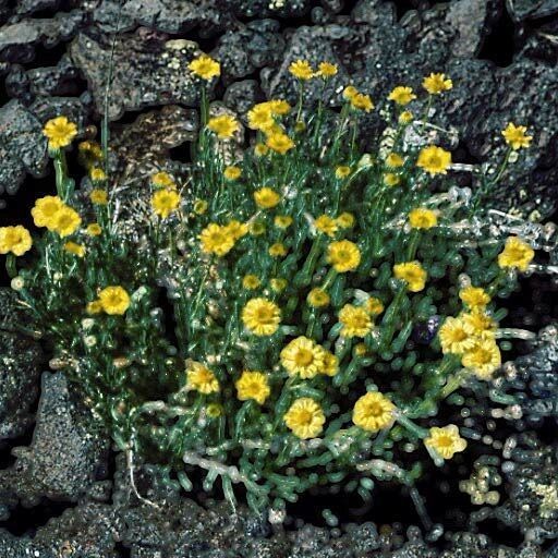 Erigeron linearis Habit