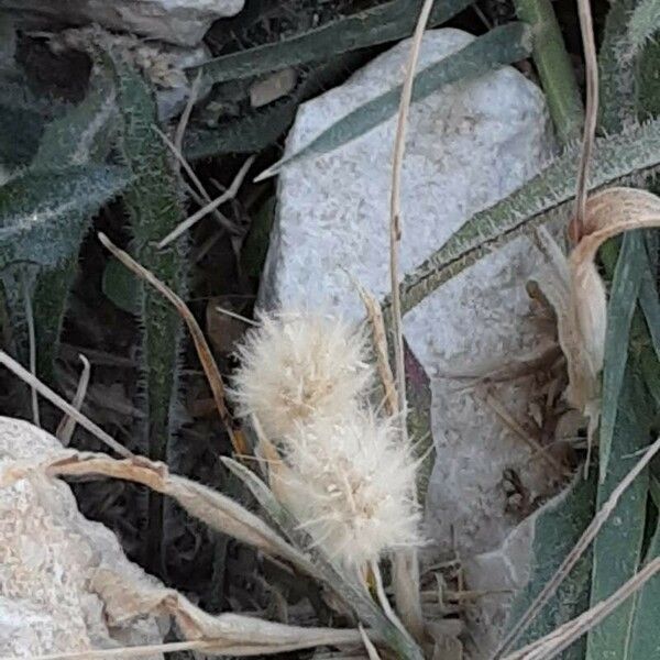 Lagurus ovatus Flower