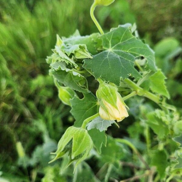 Abutilon grandiflorum Blüte