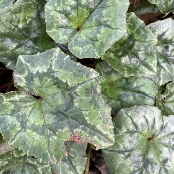 Cyclamen hederifolium Φύλλο