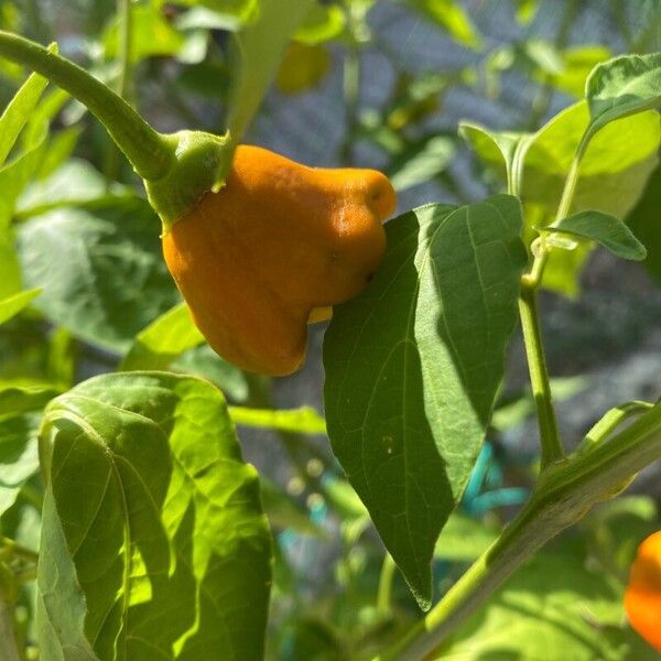 Capsicum baccatum Gyümölcs