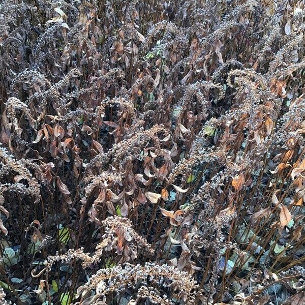 Lysimachia clethroides Leaf