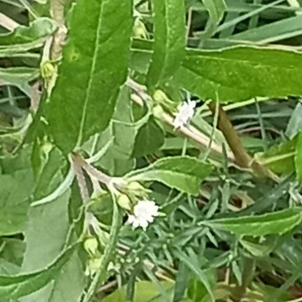 Eclipta prostrata Flors