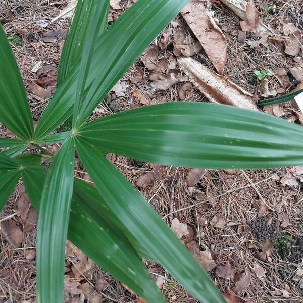 Ellisiophyllum pinnatum Blatt