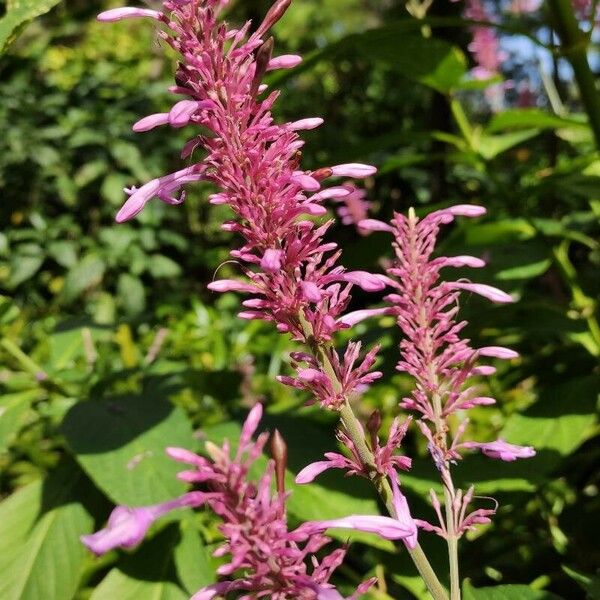 Odontonema callistachyum Flower