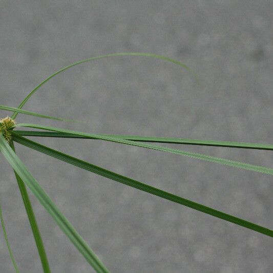 Cyperus aromaticus Foglia