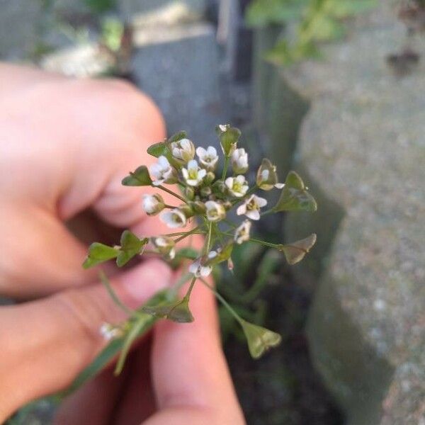 Capsella bursa-pastoris 花