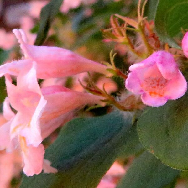 Kolkwitzia amabilis Flower