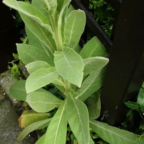 Verbascum thapsus برگ