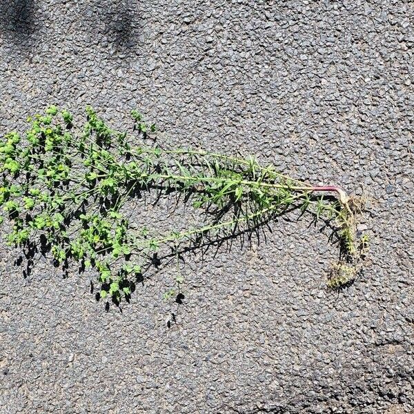 Euphorbia segetalis Blad