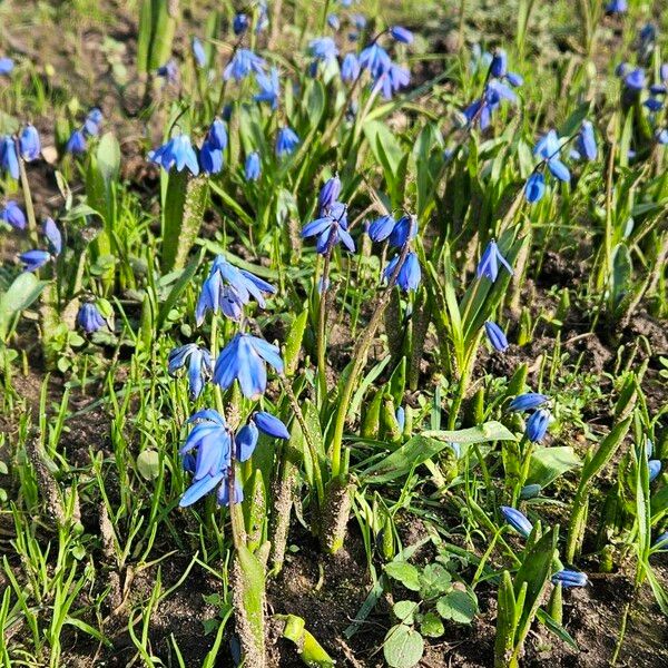 Scilla siberica ശീലം