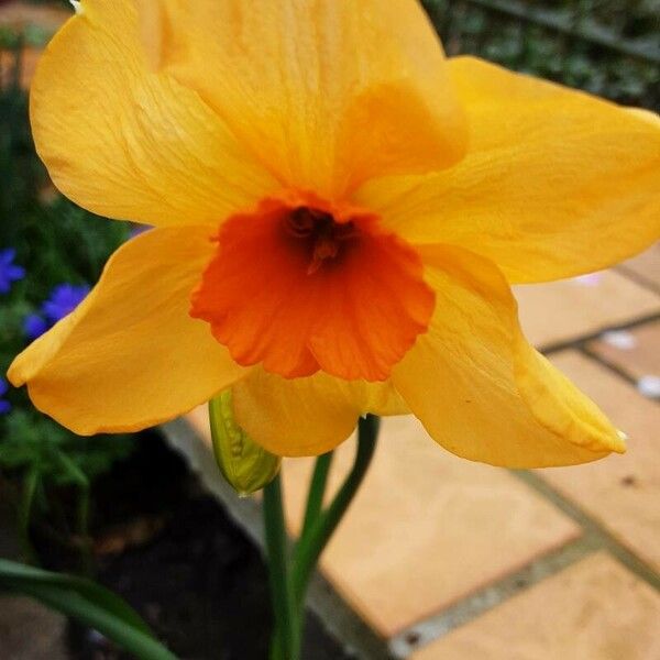 Narcissus jonquilla Flors