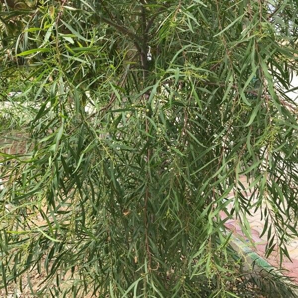 Acacia salicina Habit