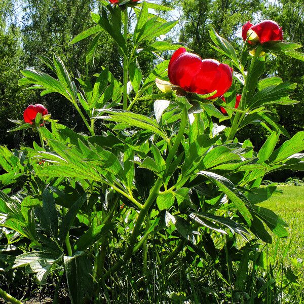 Paeonia peregrina Habit