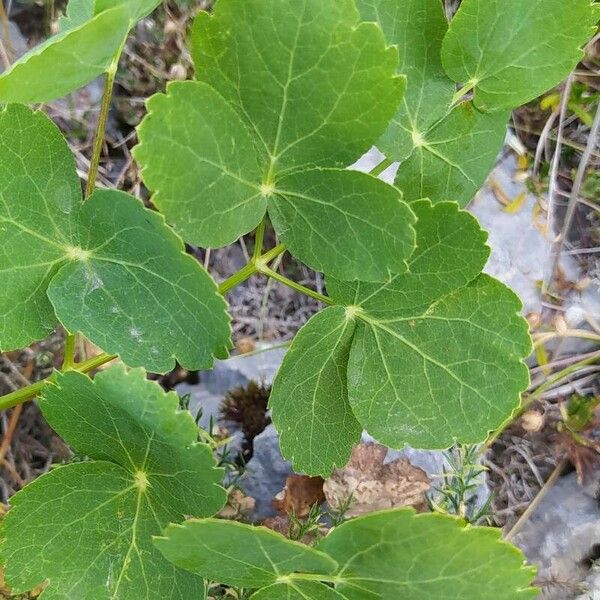 Laserpitium latifolium Leaf