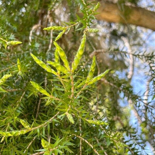 Melaleuca bracteata Žiedas